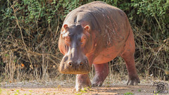 Flusspferd (Hippopotamidae)