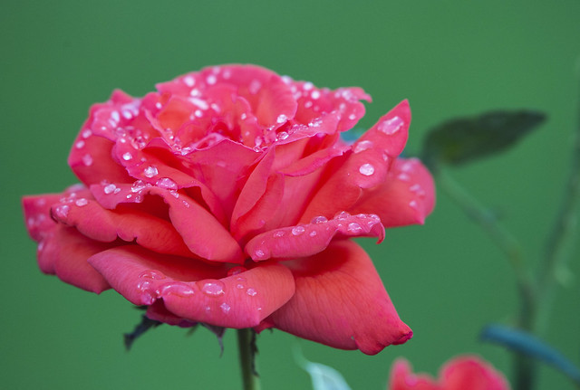 Red Rose And Raindrops