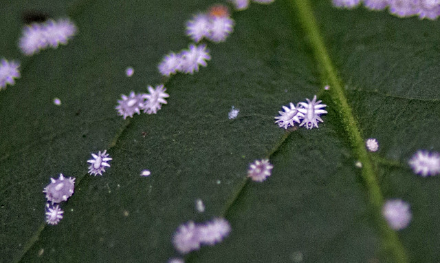 Ceroplastes japonicus Scale Insects