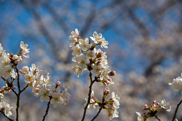 Cherry Blossoms In Japanese Spring