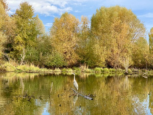 Blue Heron in Carp Pond