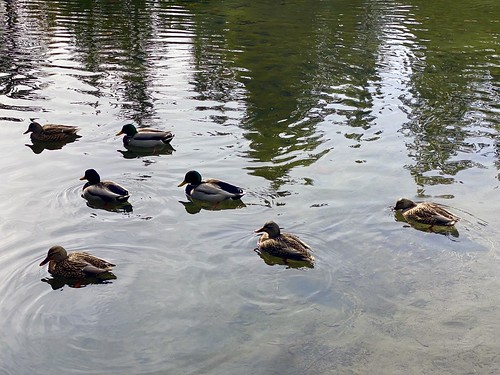 Mallard ducks looking for handouts