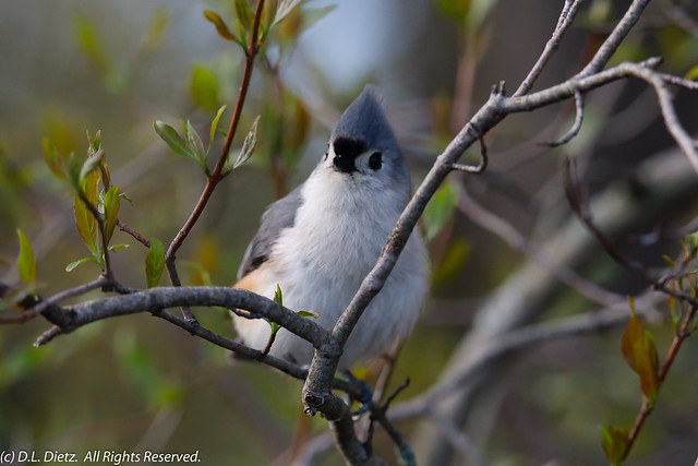 Tufted Titmouse - 2019-05-11