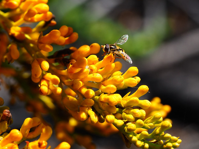 A hoverfly checking out some unopened Nuytsia flowers in Esperance, Western Australia