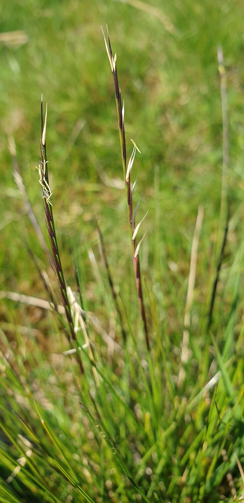 Nardus stricta mat-grass | Nardus stricta mat-grass | Flickr