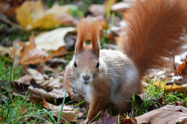 Squirrel in the Park Bednarskiego - Kraków, Poland