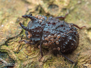 Darkling beetle (Boletoxenus sp.) - P8073553