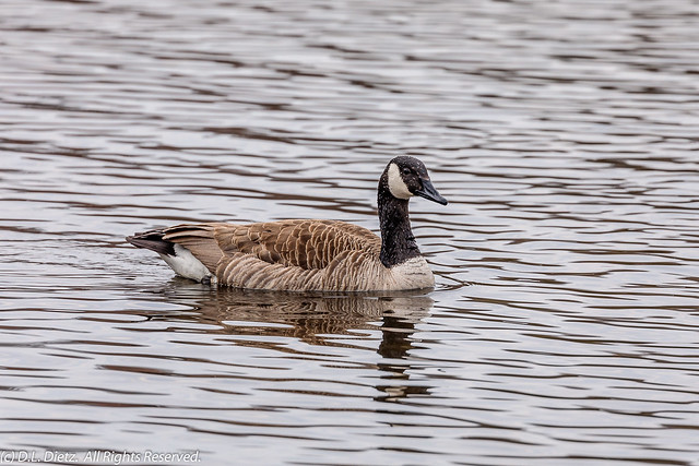 Canadian Goose #11 - 2021-04-03