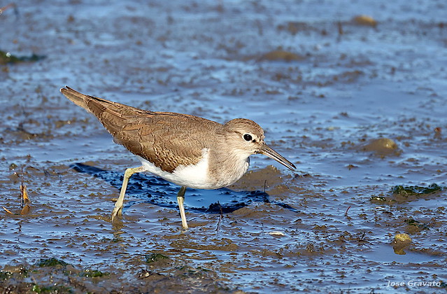 Maçarico-das-rochas (Actitis hypoleucos)