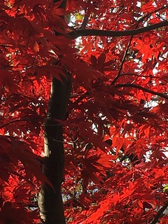 Herbstleuchten | by eyeflyer