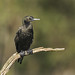 Image: Little Black Cormorant