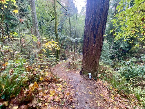 Large Douglas Fir tree on the way down to Boeing Creek