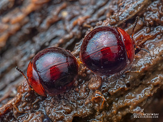Darkling beetle (Leiochrinini) - P8073677