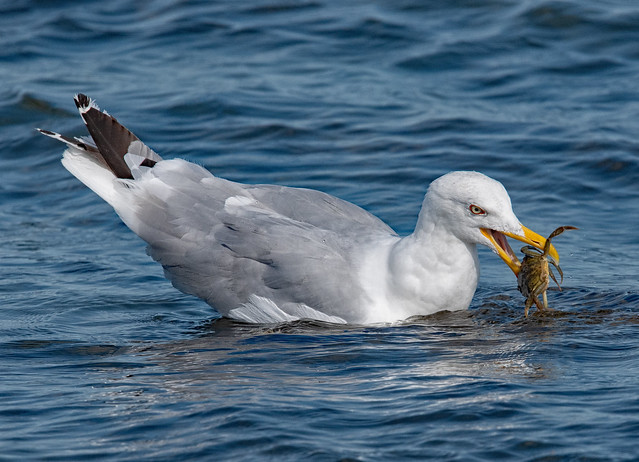 Gull eating Crustacean Möve frisst Krebs