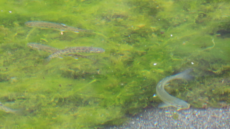 Close-up of fish swimming in the outflow pool of Gitchell Creek - I have no idea if they are salt or fresh water fish