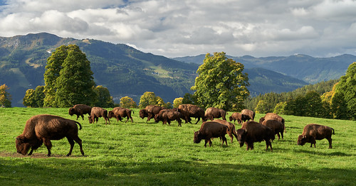 bisons in austria by Harry 66, Styria - Austria                               alpha alpha7iii a7iii austria aussicht alpen alps app