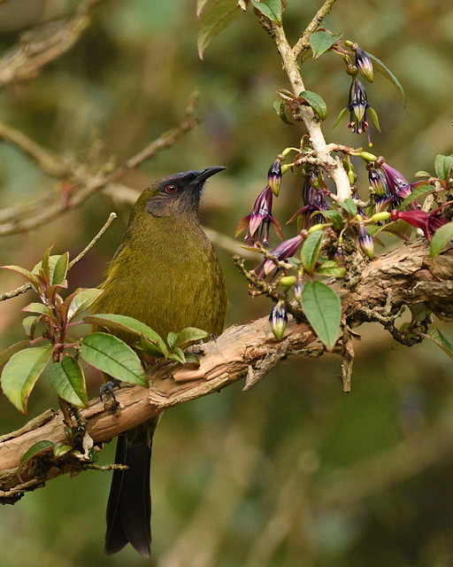 Male bellbird in a tree fuchsia