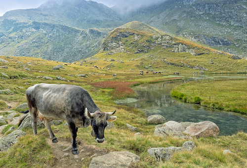 9095710 spronserlakes spronserseen hiking southtyrol italy mountains laghidisopranes cow summer lakes clouds sky grass rocks oberkaseralm landscape mooh coth coth5 ngc npc
