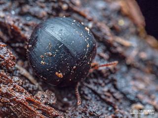 Darkling beetle (Leiochrinini) - P8073638