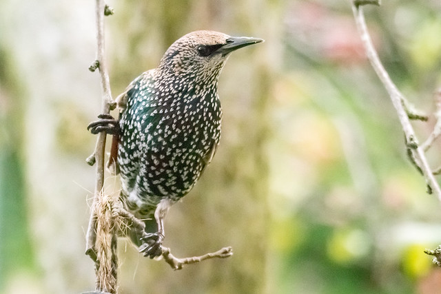 Common Starling in Holland.
