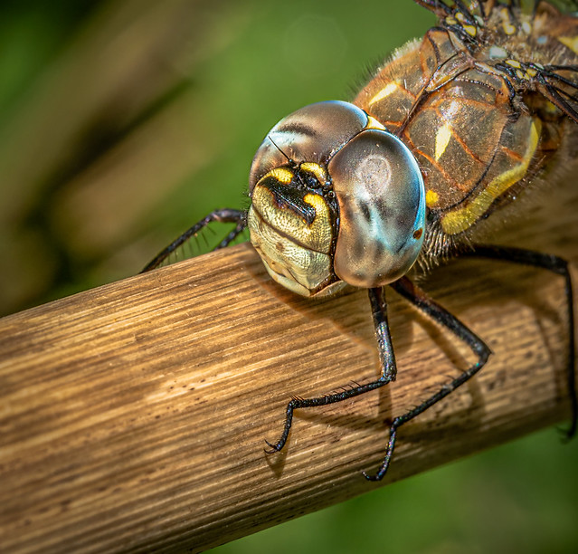 Migrant Hawker - Aeshna mixta