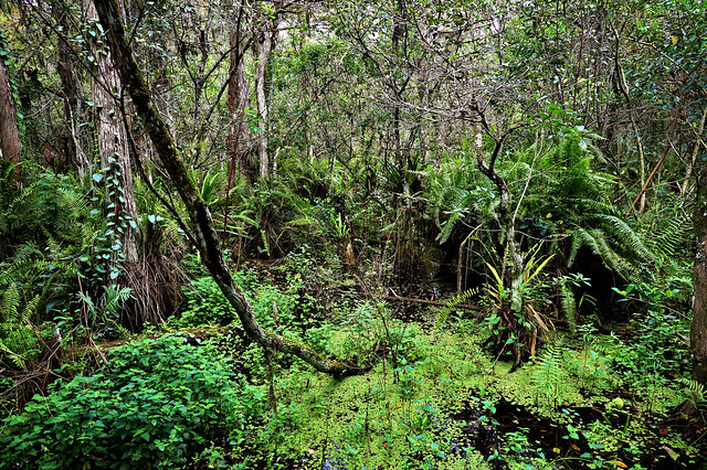 Swamp Jungle