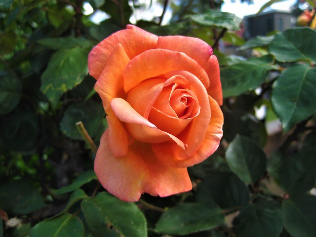 An Orange Rose - Preston