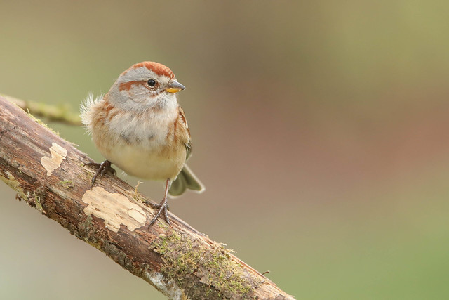 Bruant Hudsonien  -  American Tree Sparrow
