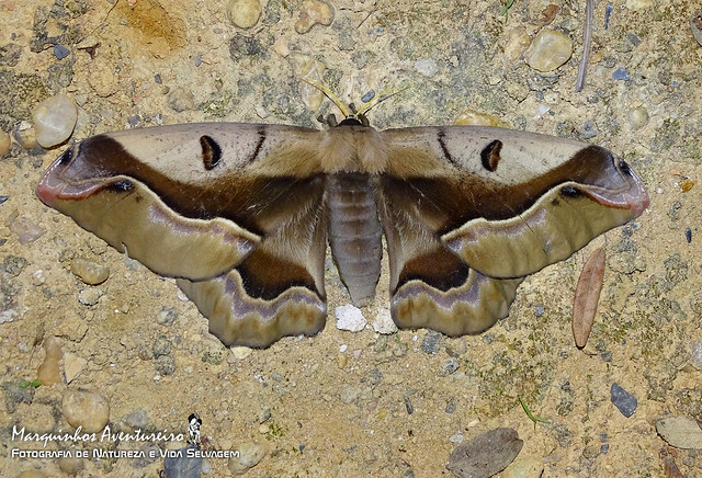 Arsenura sylla maranhensis Brechlin & Meister, 2013 - femea (female)