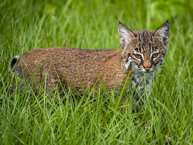 Bobcat Kitten, Red Lynx -Lynx rufus- Green Cay Nature Preserve.