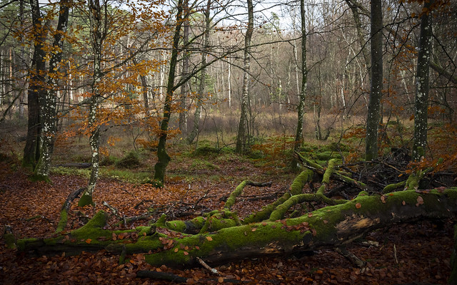 Höstpromenad i bokskogen #18 - Autumn walk in the beech forest #18