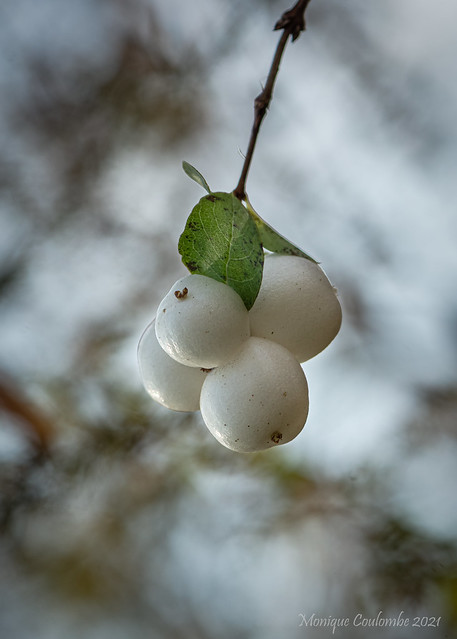 Symphorine blanche - Symphoricarpos albus - Common Snowberry