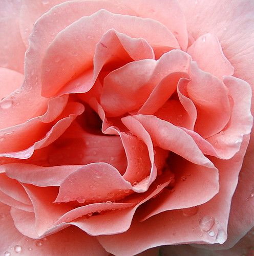 When It Comes to Natural Beauty You Have to Give the Rose its Dew! | by antonychammond