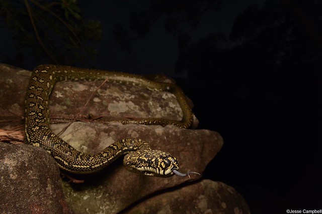 Diamond Python (Morelia spilota spilota). Sydney, NSW