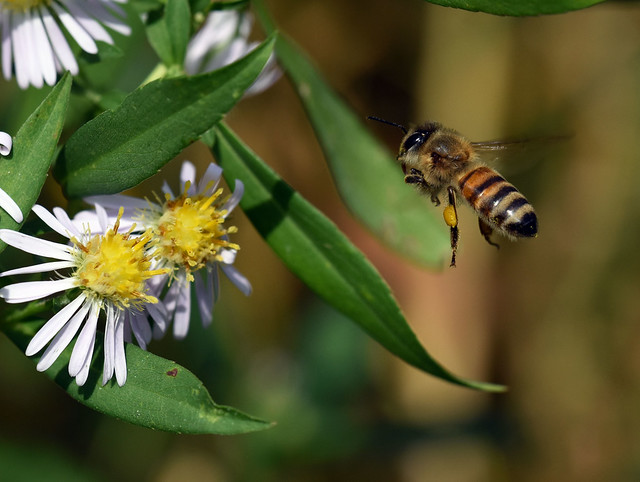 811_1458 Honeybee