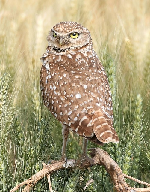 _87A6582 Burrowing Owl