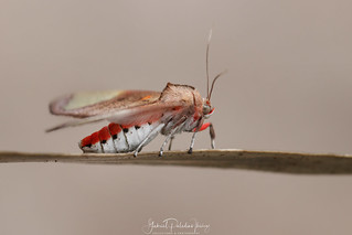 Bertholdia moth | by Gabriel Paladino Photography