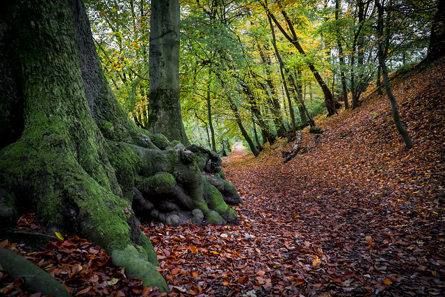 Waldweg im Herbst / Forest path in autumn