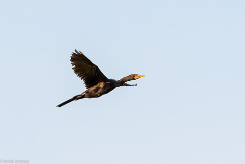 CHU_2719-3 by CE Blueclouds, Reed cormorant in sunset tonesbirds ikoyi lagos nigeria nikon d850 500pf f56 cormorant reed