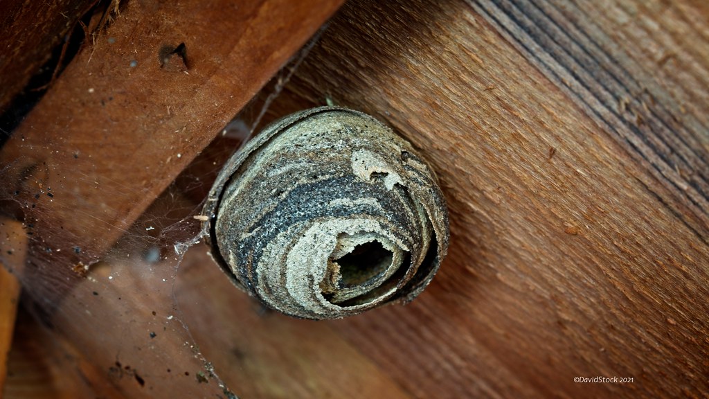 Abandoned wasps nest