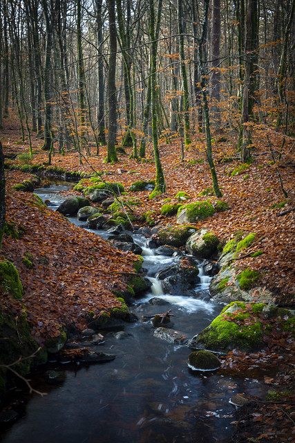 Höstpromenad i bokskogen #17 - Autumn walk in the beech forest #17