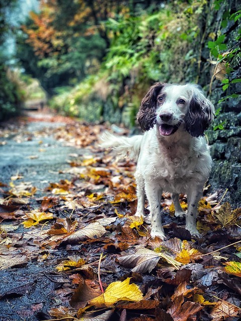 Autumn leaves and Rupert (Explored)
