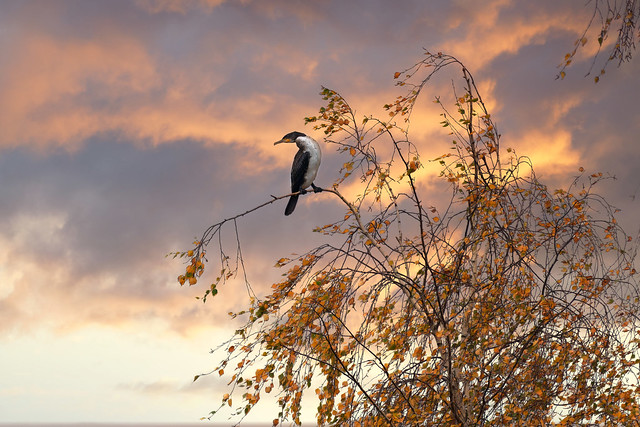 Great Cormorant in Autumn Tree
