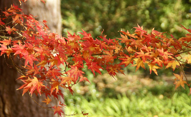 Fächerahorn - Japanese maple (Acer palmatum)