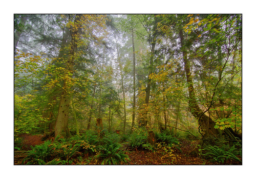 crescentpark surrey southsurrey autumn fog martinsmith ©martinsmith forest forestfloor forestbathing ferns vinemaple trail cedartree bc canada park