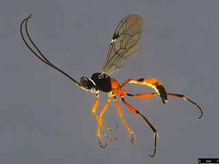 21a - Ichneumonidae sp. | by dhobern