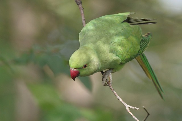 Female Ring-necked Parakeet - Psittacula krameri