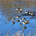 Geese on Thin Ice