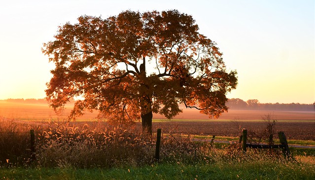 A Country Sunrise and a Tree in Kentucky