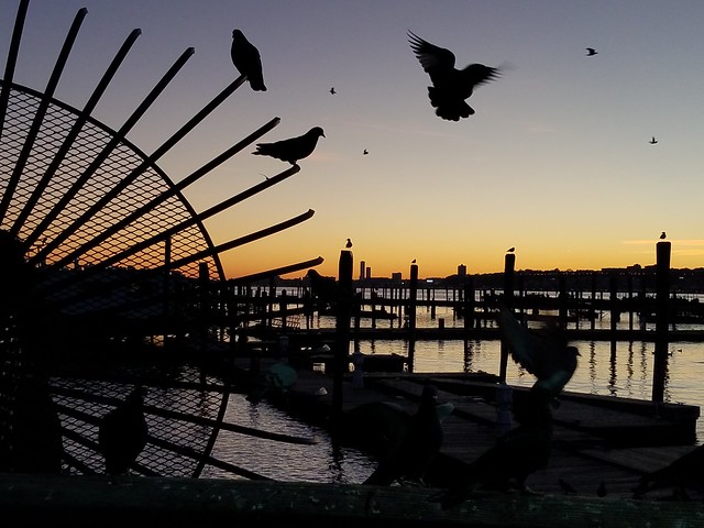 Birds Feeding on The Hudson (79th Street boat landing) 2021-11-10